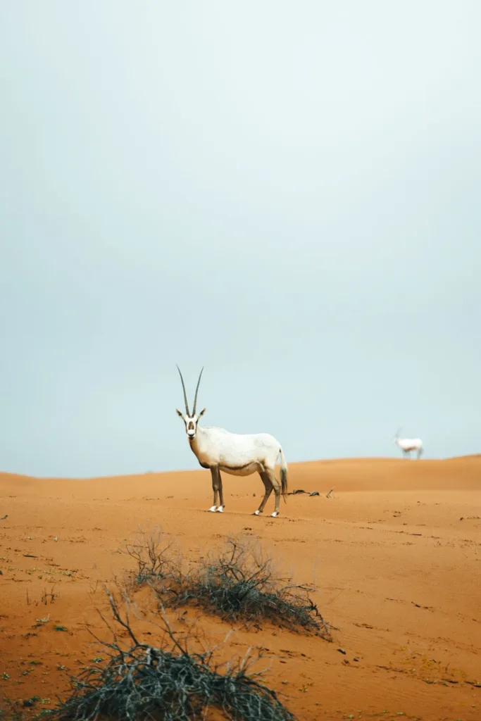 Top 10 eCommerce Development Companies in Ras Al Khaimah: 2026 Guide