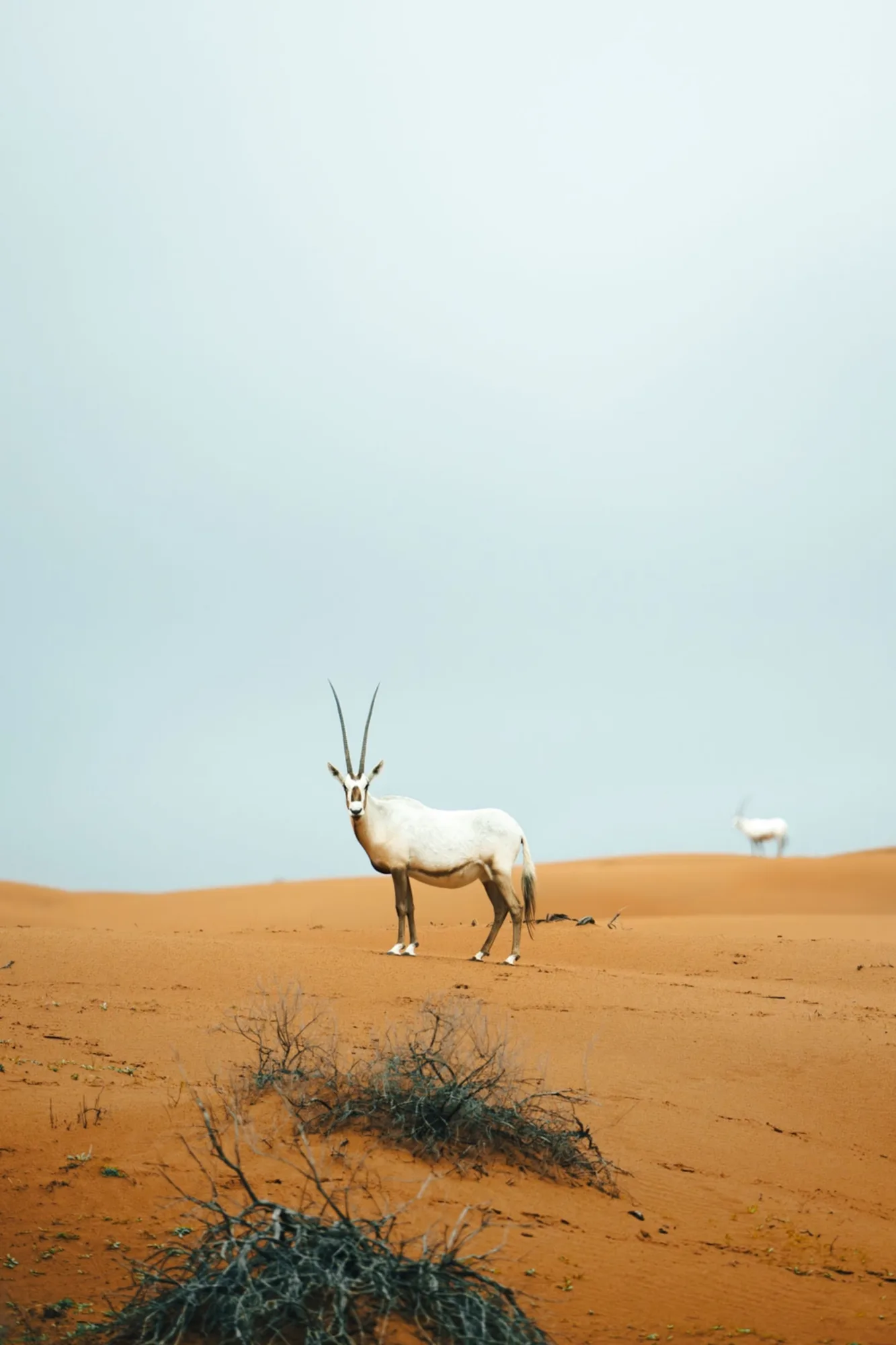 Top 10 eCommerce Development Companies in Ras Al Khaimah: 2026 Guide